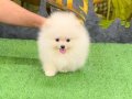 POMERRİAN boo yavrular 