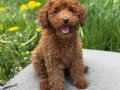 TOY POODLE SEVİMLİ YAVRULAR 