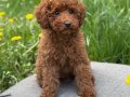 TOY POODLE SEVİMLİ YAVRULAR 