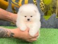 POMERRİAN boo yavrular 
