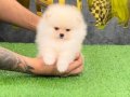 POMERRİAN boo yavrular 