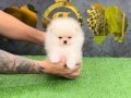 POMERRİAN boo yavrular 