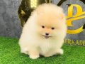 SEVİMLİ POMERRİAN BOO YAVRULAR 