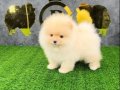 SEVİMLİ POMERRİAN BOO YAVRULAR 