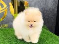 SEVİMLİ POMERRİAN BOO YAVRULAR 