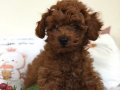 KIPKIRMIZI SEVİMLİ RED TOY POODLE 