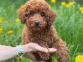 KIPKIRMIZI SEVİMLİ RED TOY POODLE 