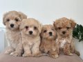 MALTİPOO CİNSİ YAVRULAR EV ÜRETİMİMİZ 