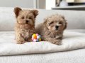 MALTİPOO CİNSİ YAVRULAR EV ÜRETİMİMİZ 