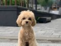 MALTİPOO CİNSİ YAVRULAR EV ÜRETİMİMİZ 