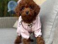 TOY POODLE SEVİMLİ YAVRULAR 