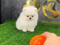 POMERRİAN boo ayı suratlı 