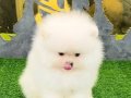 POMERRİAN boo ayı suratlı 