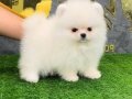 POMERRİAN boo ayı suratlı 