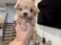 KAHVE TONLU MALTİPOO CİNSİ YAVRULAR 