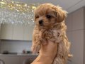 KAHVE TONLU MALTİPOO CİNSİ YAVRULAR 