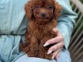 TOY POODLE SEVİMLİ YAVRULAR 