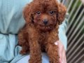 TOY POODLE SEVİMLİ YAVRULAR 