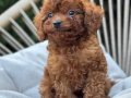 TOY POODLE SEVİMLİ YAVRULAR 