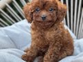 TOY POODLE SEVİMLİ YAVRULAR 