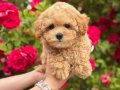 MALTİPOO CİNSİ YAVRULAR EV ÜRETİMİ 