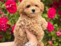 MALTİPOO CİNSİ YAVRULAR EV ÜRETİMİ 