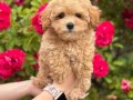 MALTİPOO CİNSİ YAVRULAR EV ÜRETİMİ 