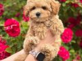 MALTİPOO CİNSİ YAVRULAR EV ÜRETİMİ 