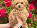 MALTİPOO CİNSİ YAVRULAR EV ÜRETİMİ 