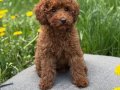 TOY POODLE SEVİMLİ YAVRULAR EV ÜRETİMİ 