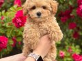 MALTİPOO CİNSİ YAVRULAR 