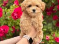 MALTİPOO CİNSİ YAVRULAR 