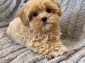 TOY POODLE SEVİMLİ YAVRULAR 