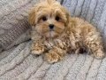TOY POODLE SEVİMLİ YAVRULAR 