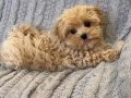 TOY POODLE SEVİMLİ YAVRULAR 