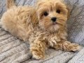 TOY POODLE SEVİMLİ YAVRULAR 