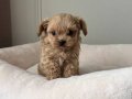 MALTİPOO CİNSİ YAVRULAR EV ÜRETİMİ 