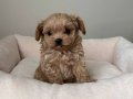 MALTİPOO CİNSİ YAVRULAR EV ÜRETİMİ 