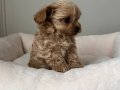 MALTİPOO CİNSİ YAVRULAR EV ÜRETİMİ 