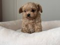 MALTİPOO CİNSİ YAVRULAR EV ÜRETİMİ 