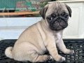 PUG MOPS YAVRULAR EV ÜRETİMİ 