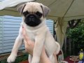 PUG MOPS YAVRULAR EV ÜRETİMİ 
