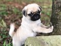 PUG MOPS YAVRULAR EV ÜRETİMİ 