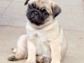 PUG MOPS YAVRULAR 