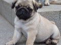 PUG MOPS YAVRULAR 