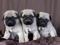PUG MOPS YAVRULAR EV ÜRETİMİ 