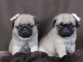 PUG MOPS YAVRULAR EV ÜRETİMİ 