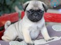 PUG MOPS YAVRULAR EV ÜRETİMİ 