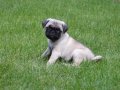 PUG MOPS YAVRULAR EV ÜRETİMİ 
