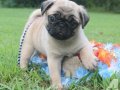 PUG MOPS YAVRULAR EV ÜRETİMİ 